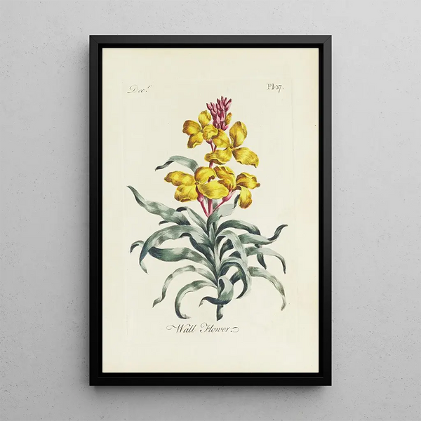 Giroflée - Carington Bowles — gerahmtes Bild an der Wand