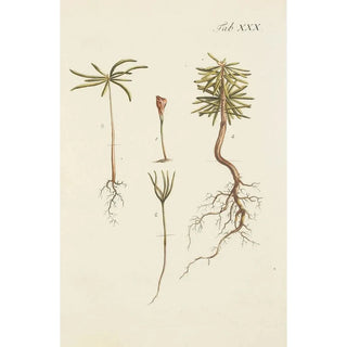 Carl Christoph Oelhafen von Schllenbach - Abbildung der wilden Bume Stauden und Buschgewchse Pl030.webp