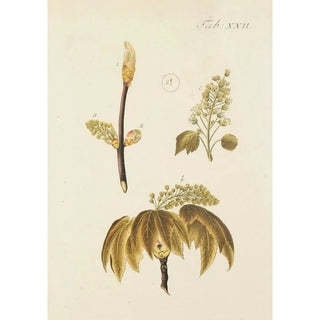 Carl Christoph Oelhafen von Schllenbach - Abbildung der wilden Bume Stauden und Buschgewchse Pl056.webp