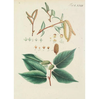 Carl Christoph Oelhafen von Schllenbach - Abbildung der wilden Bume Stauden und Buschgewchse Pl108.webp