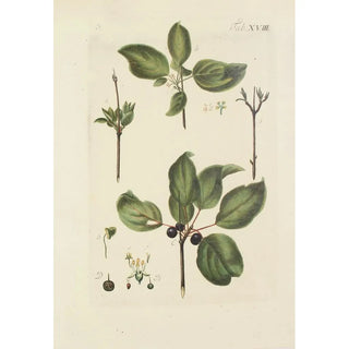 Carl Christoph Oelhafen von Schllenbach - Abbildung der wilden Bume Stauden und Buschgewchse Pl129.webp