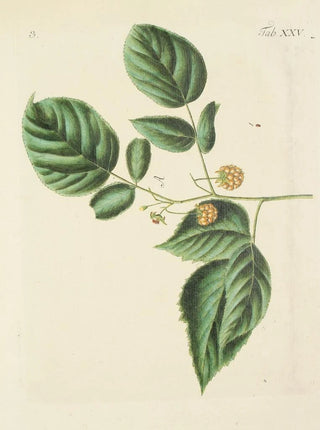 Carl Christoph Oelhafen von Schllenbach - Abbildung der wilden Bume Stauden und Buschgewchse Pl136.webp