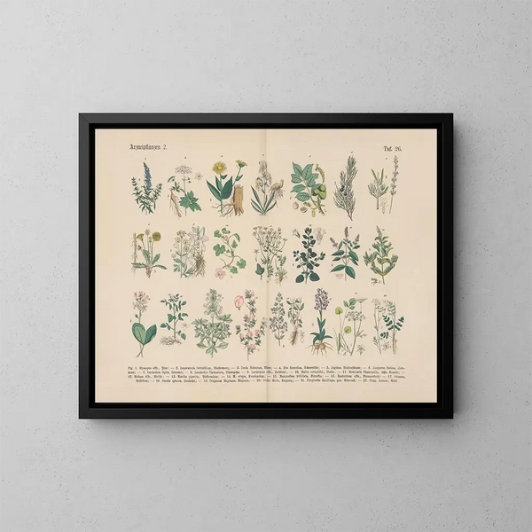 Manuel de botanique pratique en mots et en images Pl26 - Carl Hoffmann — gerahmtes Bild an der Wand