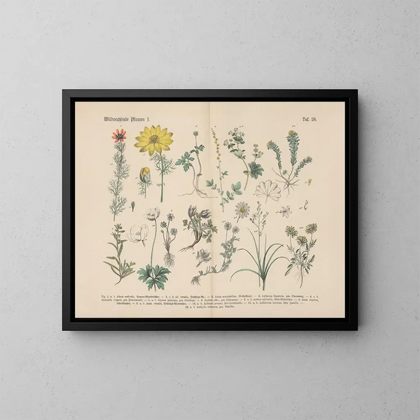 Manuel de botanique pratique en mots et en images Pl28 - Carl Hoffmann — gerahmtes Bild an der Wand