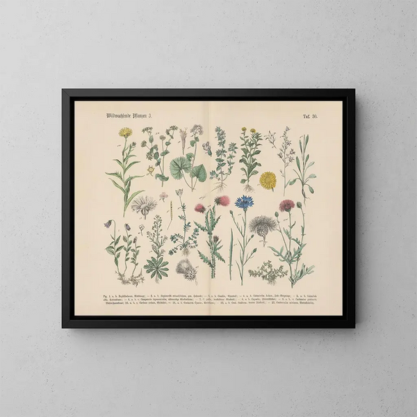 Praktischer Leitfaden für Botanik in Worten und Bildern Pl30 - Carl Hoffmann — gerahmtes Bild an der Wand