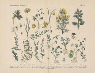 Carl Hoffmann - Lehrbuch der praktischen Pflanzenkunde in Wort und Bild Pl42.webp