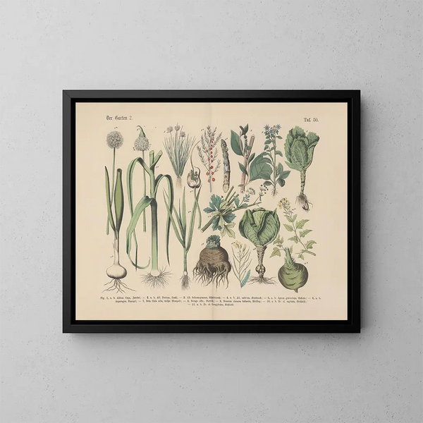 Manuel de botanique pratique en mots et en images Pl50 - Carl Hoffmann — gerahmtes Bild an der Wand