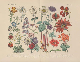 Carl Hoffmann - Lehrbuch der praktischen Pflanzenkunde in Wort und Bild Pl57.webp