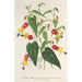 Reproduktion des Gemäldes Abutilon vexillarium - Charles Antoine Lemaire