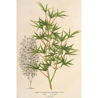 Charles Antoine Lemaire - Acer palmatum crispum.webp