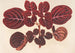 Achyranthes Verschaffeltii - Charles Antoine Lemaire — Ansicht des Kunstwerks