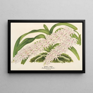 Charles Antoine Lemaire - Aerides Lobbii.webp