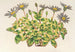 Agave céleste à feuilles panachées - Charles Antoine Lemaire — Ansicht des Kunstwerks