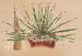 Agave schidigera - Charles Antoine Lemaire — Ansicht des Kunstwerks