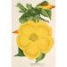 Allamanda nobilis - Charles Antoine Lemaire — Ansicht des Kunstwerks