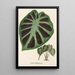 Alocasia Jenningsii - Charles Antoine Lemaire — gerahmtes Bild an der Wand