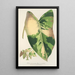 Reproduktion des Gemäldes Alocasia macrorrhiza var foliis variegatis - Charles Antoine Lemaire