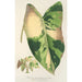 Reproduktion des Gemäldes Alocasia macrorrhiza var foliis variegatis - Charles Antoine Lemaire