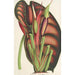 Alocasia metallica - Charles Antoine Lemaire — Ansicht des Kunstwerks