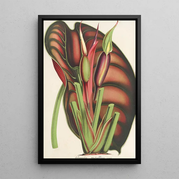 Charles Antoine Lemaire - Alocasia metallica.webp