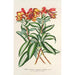 Alstroemeria argentovittata - Charles Antoine Lemaire — Ansicht des Kunstwerks