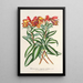 Alstroemeria argentovittata - Charles Antoine Lemaire — gerahmtes Bild an der Wand