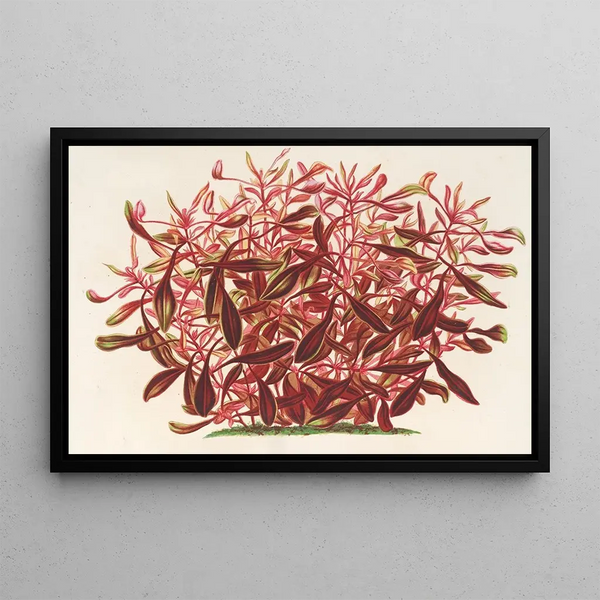 Charles Antoine Lemaire - Alternanthera spathulata.webp