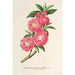 Amygdalus persica roseiflora - Charles Antoine Lemaire — Ansicht des Kunstwerks