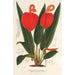 Anthurium Scherzerianum - Charles Antoine Lemaire — Ansicht des Kunstwerks