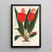 Anthurium Scherzerianum - Charles Antoine Lemaire — gerahmtes Bild an der Wand