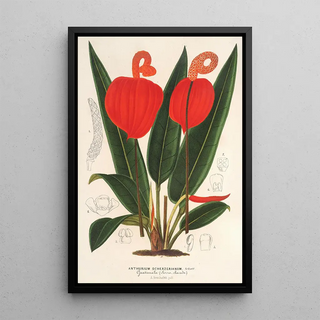 Charles Antoine Lemaire - Anthurium Scherzerianum.webp