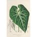 Anthurium leuconeurum - Charles Antoine Lemaire — Ansicht des Kunstwerks