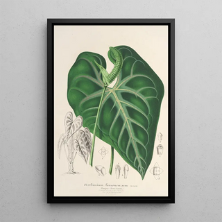 Charles Antoine Lemaire - Anthurium leuconeurum.webp