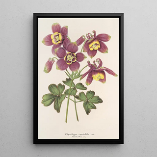 Charles Antoine Lemaire - Aquilegia spectabilis.webp