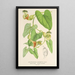 Reproduktion des Gemäldes Aristolochia barbata - Charles Antoine Lemaire