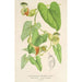Reproduktion des Gemäldes Aristolochia barbata - Charles Antoine Lemaire