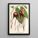 Reproduktion des Gemäldes Aristolochia tricaudata - Charles Antoine Lemaire