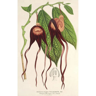 Charles Antoine Lemaire - Aristolochia tricaudata.webp