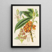 Aucuba himalaica - Charles Antoine Lemaire — gerahmtes Bild an der Wand