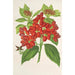 Reproduktion des Gemäldes Aucuba japonica Thunb en fruits - Charles Antoine Lemaire