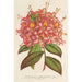 Azalée Bouquet de Flore Hort Versch - Charles Antoine Lemaire — Ansicht des Kunstwerks