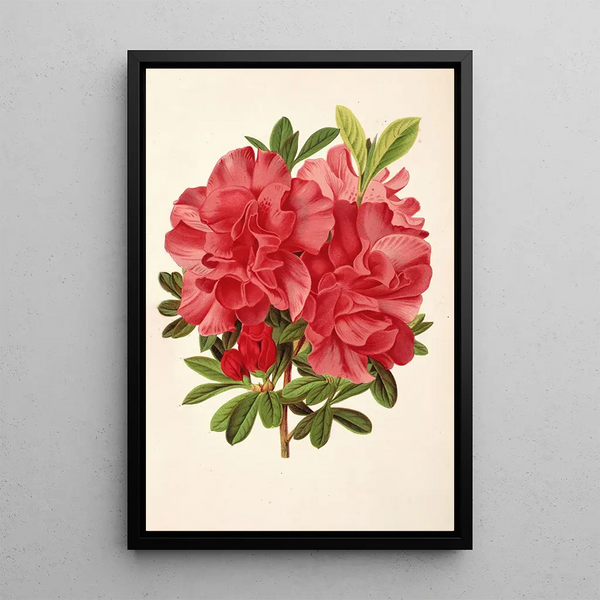 Charles Antoine Lemaire - Azalea baron de Schickler.webp