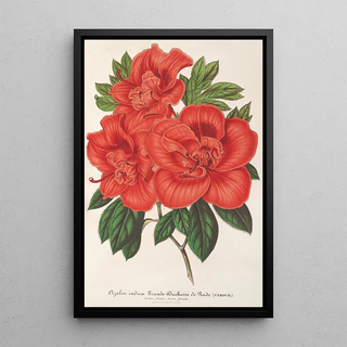 Charles Antoine Lemaire - Azalea indica Grande Duchesse de Bade.webp