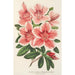 Reproduktion des Gemäldes Azalea indica hybrida Dieudonné Spae - Charles Antoine Lemaire