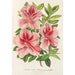 Reproduktion des Gemäldes Azalea indica hybrida Madame Verschaffelt - Charles Antoine Lemaire