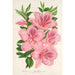 Azalea indica hybrida gigantiflora - Charles Antoine Lemaire — Ansicht des Kunstwerks