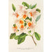 Azalea magnifica - Charles Antoine Lemaire — Ansicht des Kunstwerks
