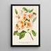 Azalea magnifica - Charles Antoine Lemaire — gerahmtes Bild an der Wand