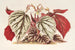 Begonia eximia - Charles Antoine Lemaire — Ansicht des Kunstwerks