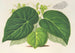 Begonia imperialis var. smaragdina - Charles Antoine Lemaire — Ansicht des Kunstwerks